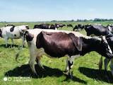 Животноводство,  Сельхоз животные Крупно-рогатый скот, цена 14000 Грн., Фото