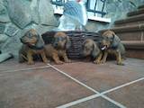 Собаки, щенки Гладкошерстная такса, цена 1200 Грн., Фото