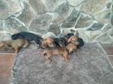 Собаки, щенки Гладкошерстная такса, цена 1200 Грн., Фото