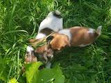 Собаки, щенки Гладкошерстный фокстерьер, цена 1150 Грн., Фото