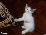 Кішки, кошенята Турецький ван, ціна 500 Грн., Фото