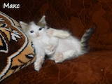 Кошки, котята Турецкий ван, цена 500 Грн., Фото