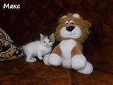 Кішки, кошенята Турецький ван, ціна 500 Грн., Фото