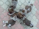 Собаки, щенята Німецька гладкошерста лягава, ціна 2000 Грн., Фото