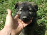 Собаки, щенята Східно-Європейська вівчарка, ціна 1000 Грн., Фото