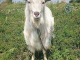 Тваринництво,  Сільгосп тварини Кози, ціна 6000 Грн., Фото