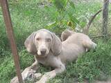 Собаки, щенки Веймарская легавая, цена 8000 Грн., Фото