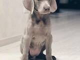 Собаки, щенята Веймарська лягава, ціна 8000 Грн., Фото