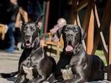 Собаки, щенята Німецький дог, Фото