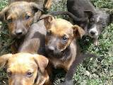 Собаки, щенки Беспородная, цена 100 Грн., Фото
