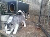 Собаки, щенята Сибірський хаськи, ціна 2300 Грн., Фото