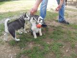 Собаки, щенята Сибірський хаськи, ціна 2300 Грн., Фото