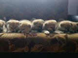 Собаки, щенки Акита-ину, цена 9000 Грн., Фото