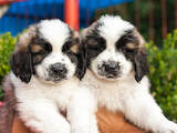 Собаки, щенки Московская сторожевая, цена 7000 Грн., Фото