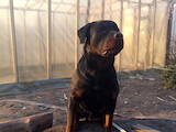 Собаки, щенята Ротвейлер, ціна 3000 Грн., Фото
