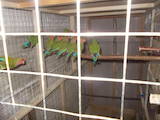 Папуги й птахи Папуги, ціна 170 Грн., Фото