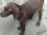 Собаки, щенки Немецкая гладкошерстная легавая, цена 2100 Грн., Фото