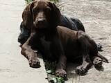 Собаки, щенята Німецька гладкошерста лягава, ціна 2100 Грн., Фото