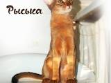 Кошки, котята Абиссинская, цена 10800 Грн., Фото