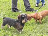 Собаки, щенки Жесткошерстная такса, цена 2000 Грн., Фото