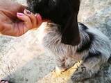 Собаки, щенята Німецька жорсткошерста лягава, ціна 3500 Грн., Фото