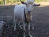 Тваринництво,  Сільгосп тварини Кози, ціна 2000 Грн., Фото