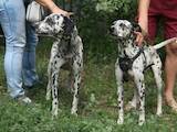Собаки, щенки Далматин, Фото