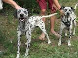 Собаки, щенята Далматин, Фото