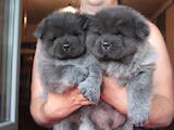 Собаки, щенки Чау-чау, цена 800 Грн., Фото