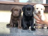Собаки, щенки Лабрадор ретривер, цена 4999 Грн., Фото