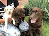 Собаки, щенки Лабрадор ретривер, цена 4999 Грн., Фото