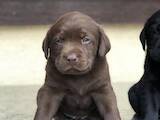 Собаки, щенята Лабрадор ретрівер, ціна 4999 Грн., Фото
