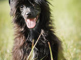 Собаки, щенята Китайська чубата собака, ціна 2000 Грн., Фото