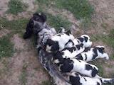 Собаки, щенята Російський спаніель, ціна 1000 Грн., Фото