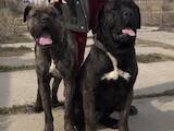 Собаки, щенята Кане Корсо, ціна 5000 Грн., Фото