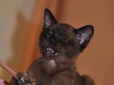 Кошки, котята Бурма, цена 18000 Грн., Фото