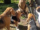 Собаки, щенки Бигль, цена 9000 Грн., Фото