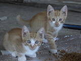 Кішки, кошенята Різне, ціна 1 Грн., Фото
