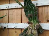 Домашние растения Кактусы, цена 150 Грн., Фото
