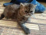 Кошки, котята Персидская, цена 3000 Грн., Фото