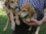 Собаки, щенята Російський хорт, ціна 700 Грн., Фото