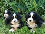 Собаки, щенки Бернская горная собака, цена 25000 Грн., Фото