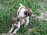 Собаки, щенки Немецкая гладкошерстная легавая, цена 2600 Грн., Фото