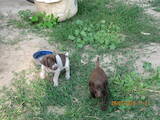 Собаки, щенки Немецкая гладкошерстная легавая, цена 2600 Грн., Фото