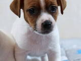 Собаки, щенки Джек Рассел терьер, цена 18000 Грн., Фото