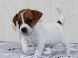 Собаки, щенята Джек Рассел тер'єр, ціна 18000 Грн., Фото