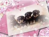 Собаки, щенки Цвергшнауцер, цена 15000 Грн., Фото