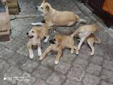 Собаки, щенята Акіта-іну, ціна 1500 Грн., Фото