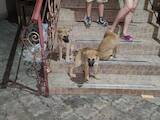 Собаки, щенята Акіта-іну, ціна 1500 Грн., Фото