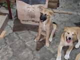 Собаки, щенки Акита-ину, цена 1500 Грн., Фото